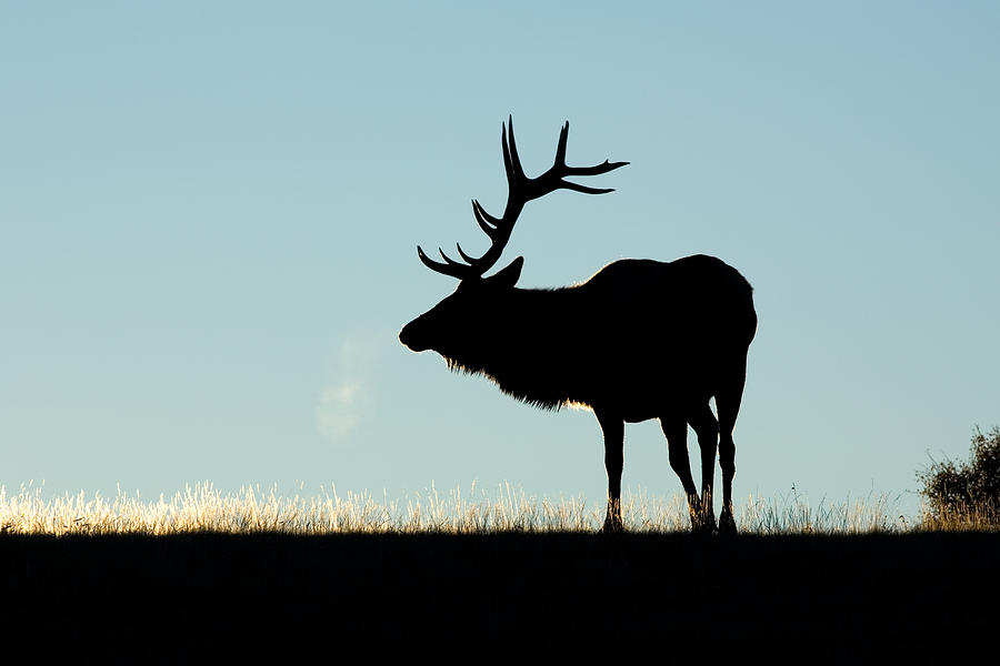 Rocky Mountain Elk Bull In Silhouette Photograph by Craig K. Lorenz