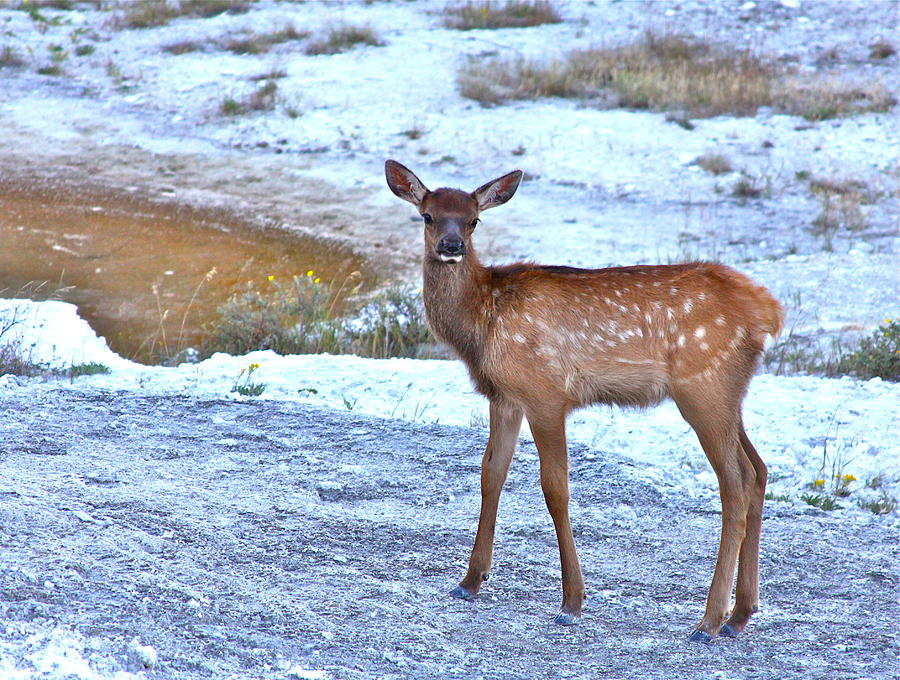 Rocky Mountain Elk Calf Photograph by Karon Melillo DeVega