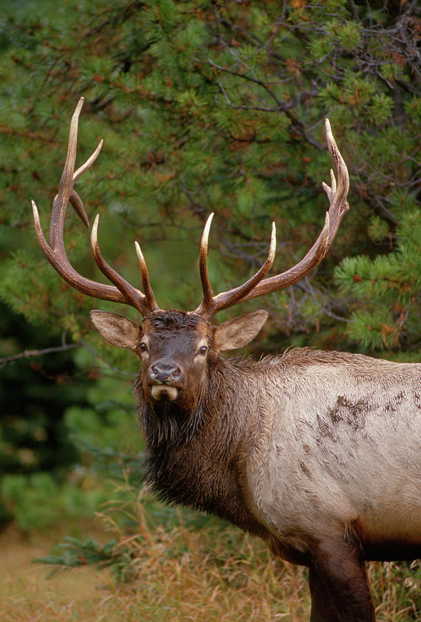 Rocky Mountain Elk (cervus Canadensis Photograph by John Barger - Fine ...