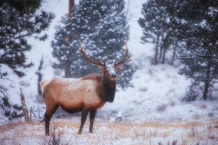 Rocky Mountain Elk Photograph by Darren White