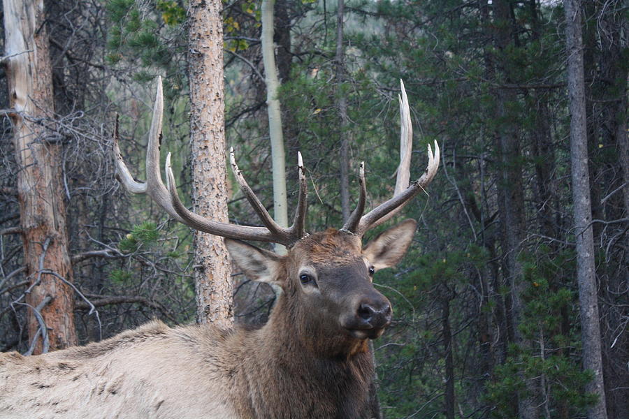 pictures rocky mountain elk pictures rocky mountain elk
