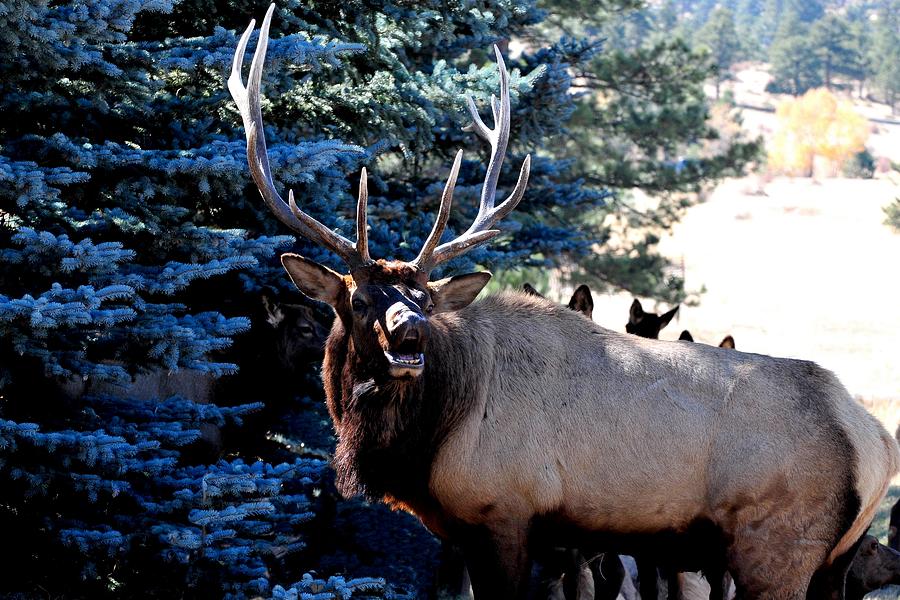 Wildlife Photograph - Rocky Mountain Elk - Flehmen Response by Marilyn Burton