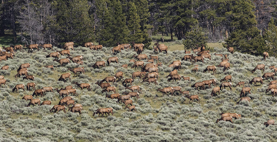 Rocky Mountain Elk Herd Photograph by Linda Arndt