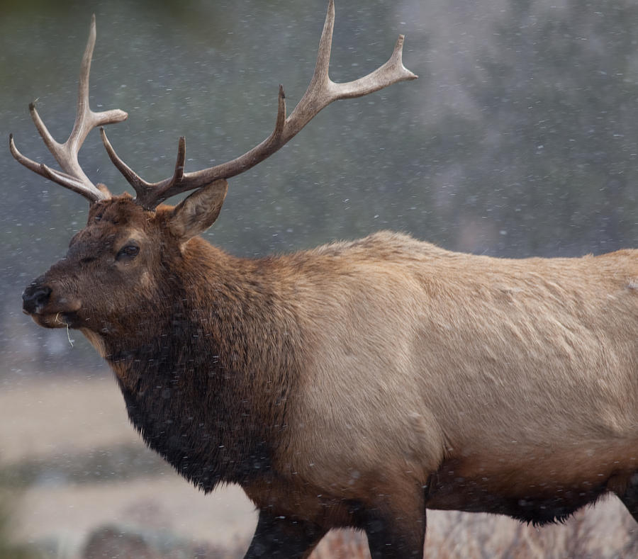 Collection 101+ Pictures elk in snow pictures Sharp