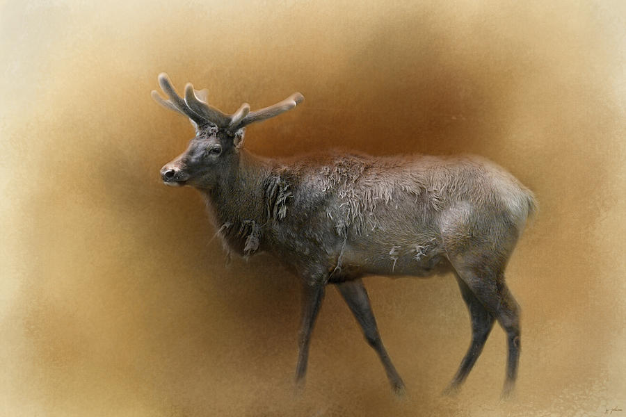 Animal Photograph - Rocky Mountain Elk by Jai Johnson