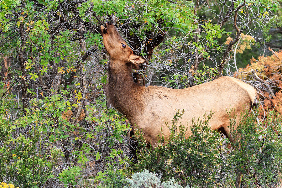Rocky Mountain Elk Photograph by James Marvin Phelps