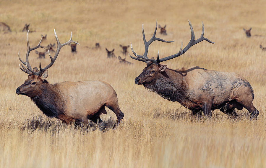 Rocky Mountain Elk Photograph by Jim Zipp