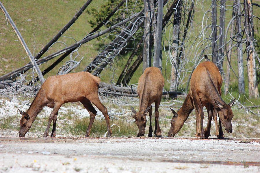 Rocky Mountain Elk Photograph by Josh Bryant