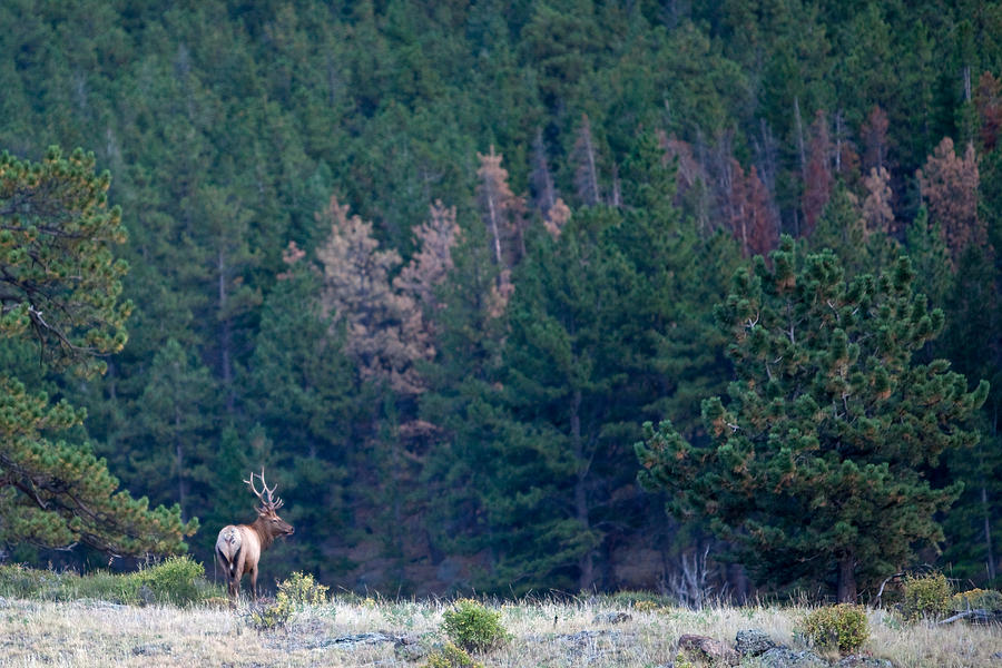 Rocky Mountain Elk Photograph by Natural Focal Point Photography