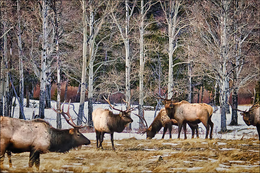 Rocky Mountain Elk Photograph by Priscilla Burgers