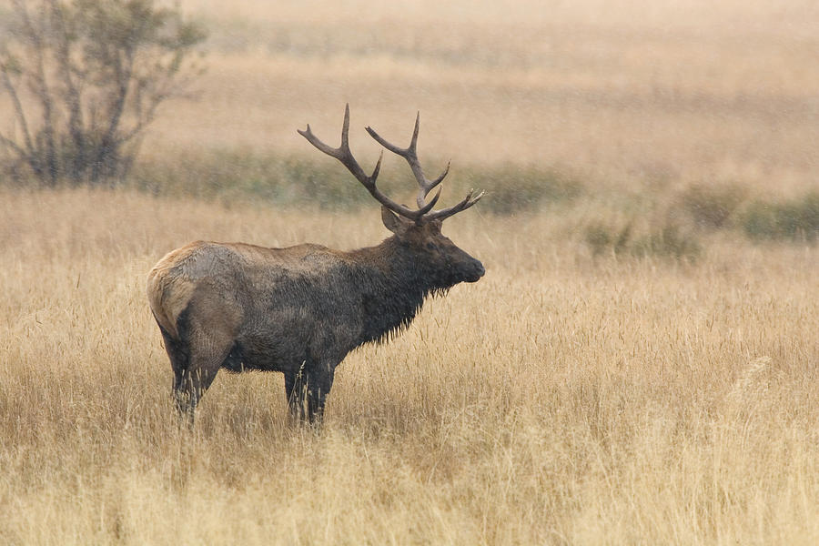 Rocky Mountain Elk Satellite Bull Photograph by Craig K. Lorenz