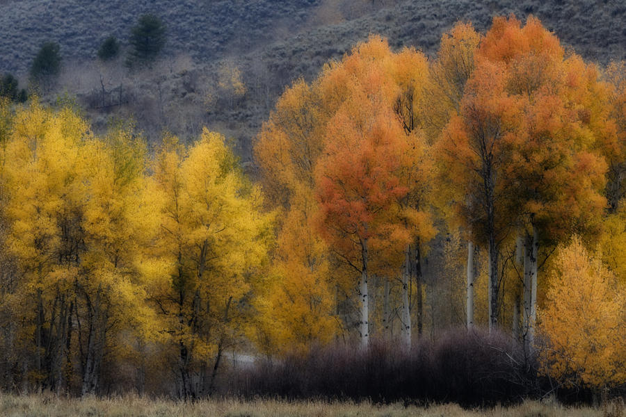 Rocky Mountain Fall Photograph by Wes and Dotty Weber
