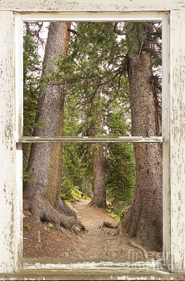 Rocky Mountain Forest Window View Photograph by James BO Insogna