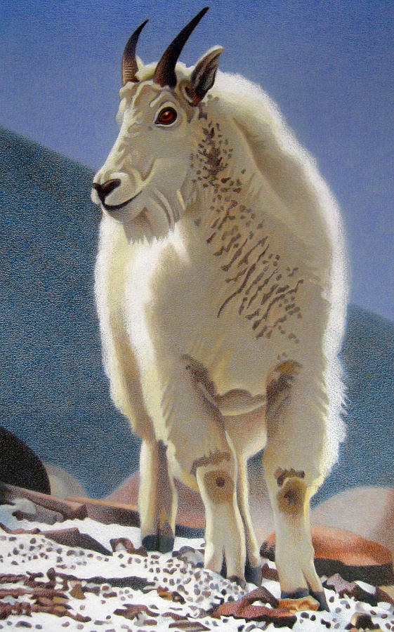 Rocky Mountain Goat Drawing by Dan Miller