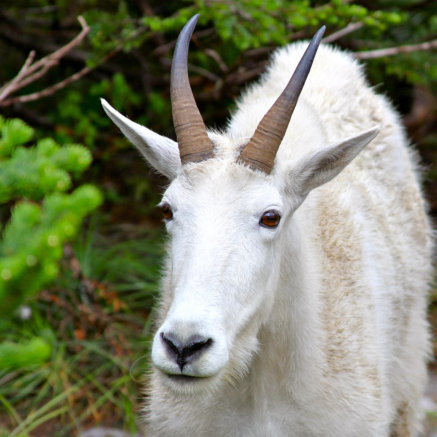 Rocky Mountain Goat Photograph by Karon Melillo DeVega
