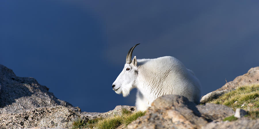 Rocky Mountain Goat resting Photograph by Gary Langley