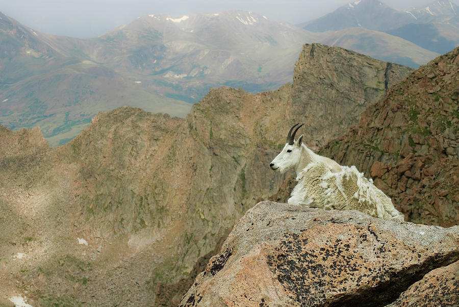 Rocky Mountain Goat Photograph by Robin Wilson Photography