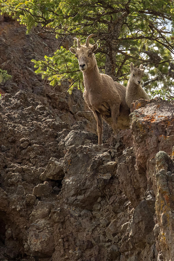 Wildlife Photograph - Rocky Mountain High by Sandy Sisti