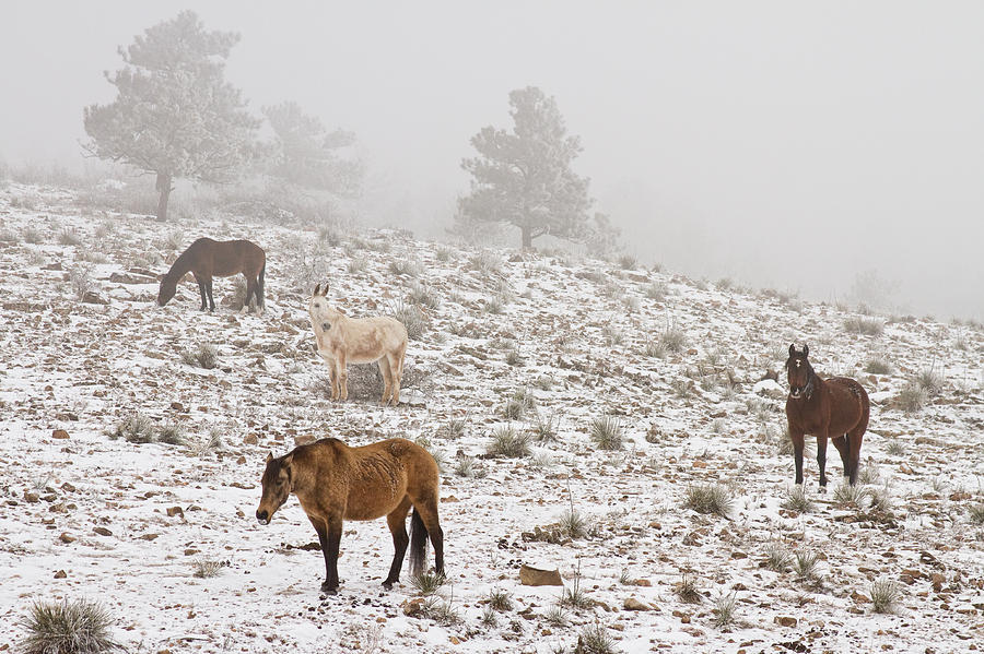 Rocky Mountain Horses Snow and Fog Photograph by James BO Insogna