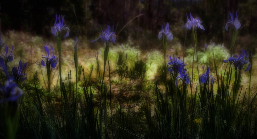 Iris Photograph - Rocky Mountain Irises by Ellen Heaverlo