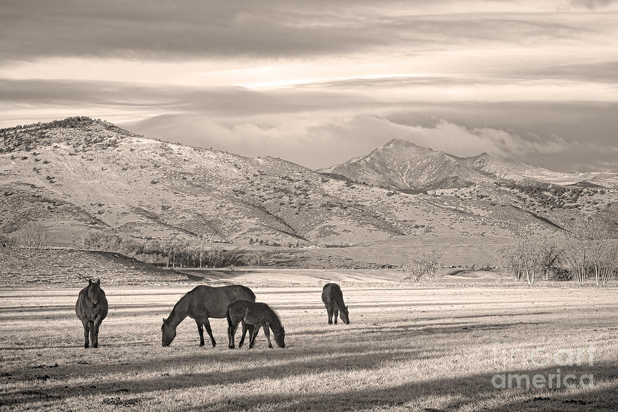 Rocky Mountain Longs Peak Colorado Sepia Horse Morning Photograph by James BO Insogna