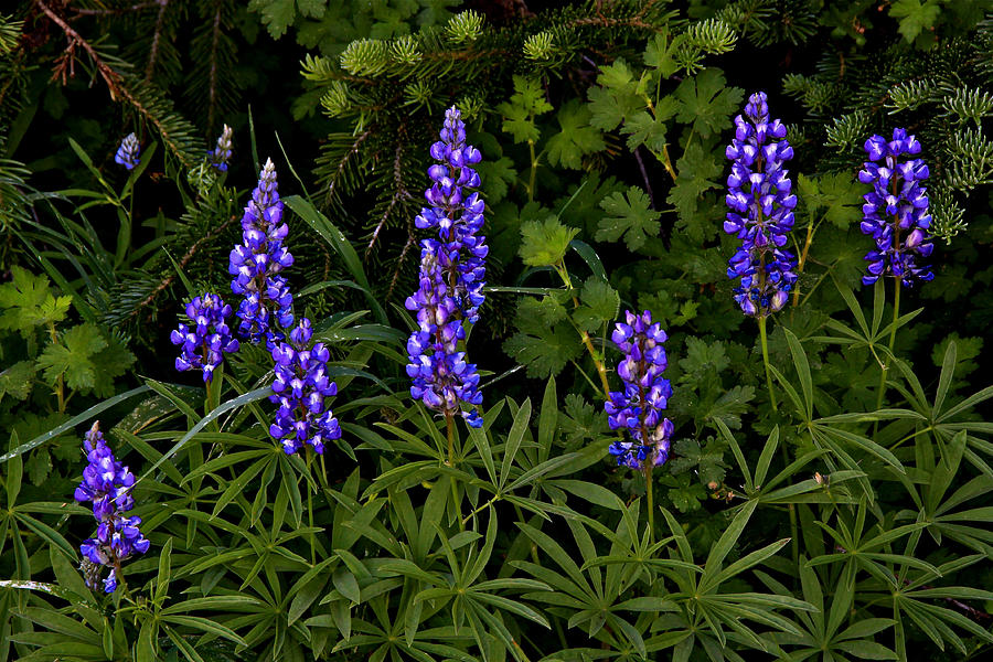 Rocky Mountain Lupine Photograph by Ed Riche