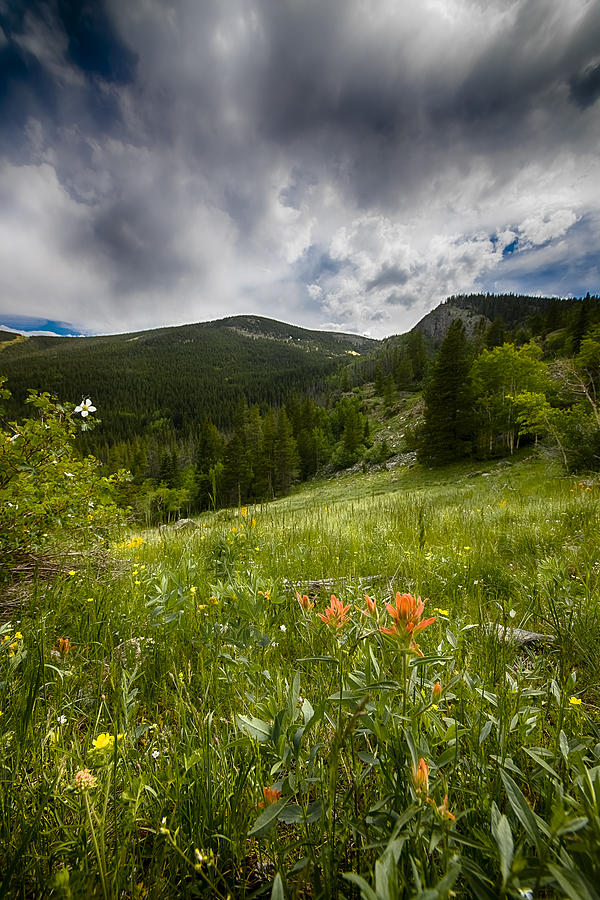 Mountain Photograph - Rocky Mountain Meadow by Garett Gabriel