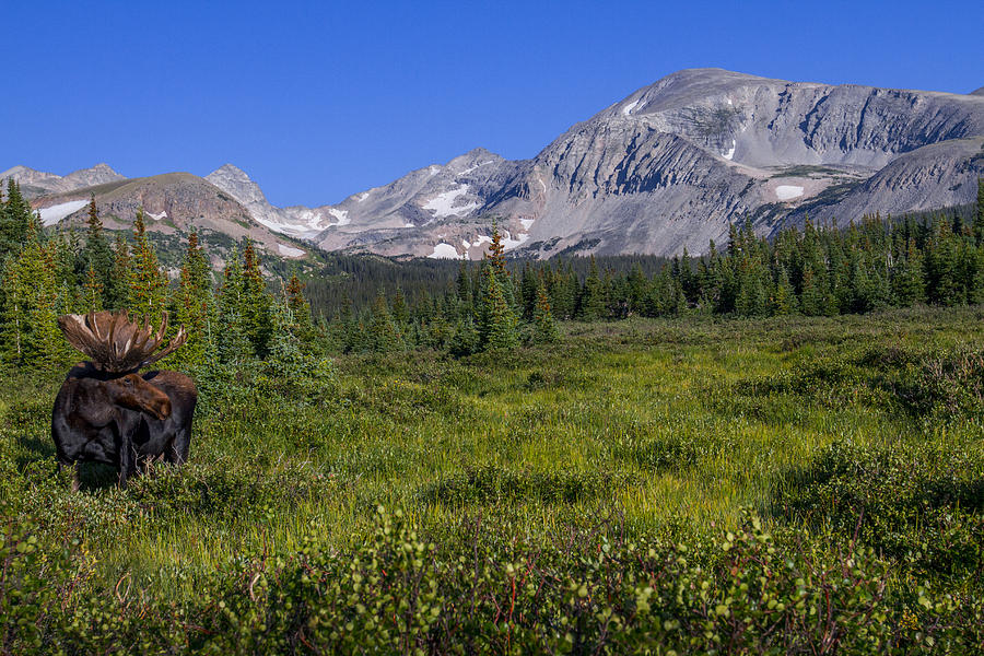 Rocky Mountain Moose Photograph by Jeff Shumaker