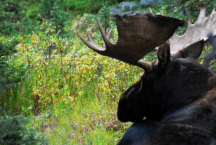 Rocky Mountain Moose Photograph by Tracy Smith Rocky Mountain Moose Photograph by Tracy Smith