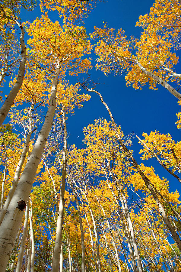 Rocky Mountain National Park Aspen Trees Photograph by Posters of Colorado