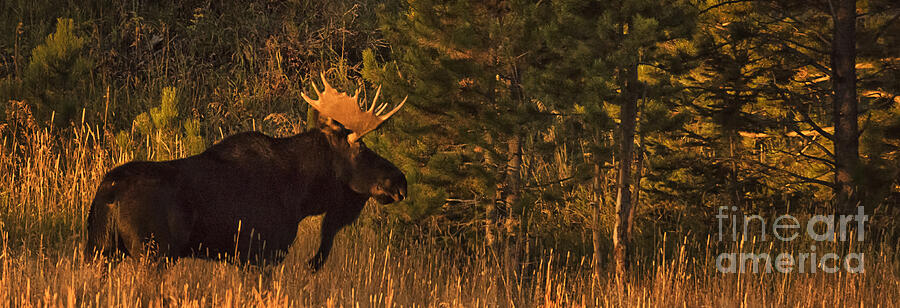 Rocky Mountain National Park Moose Photograph by Priscilla Burgers
