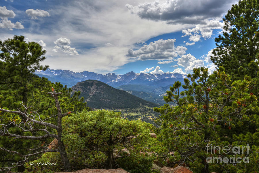 Colorado Rocky Mountain Pines Photograph by D Wallace