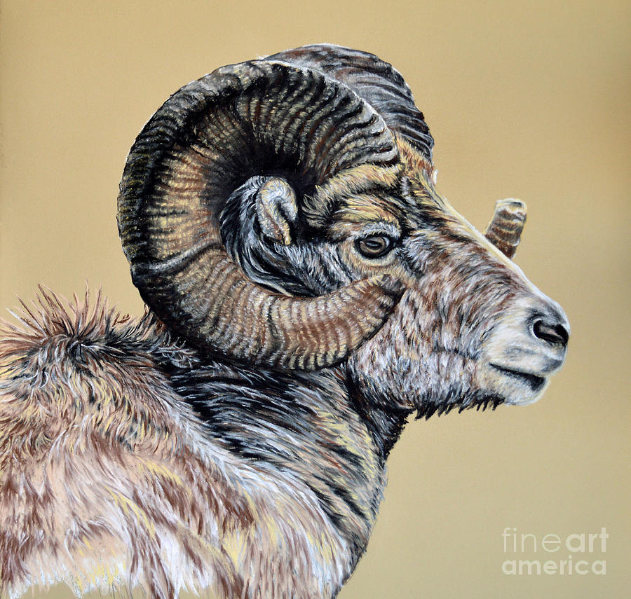 Rocky Mountain Ram Pastel By Ann Marie Chaffin Fine Art America