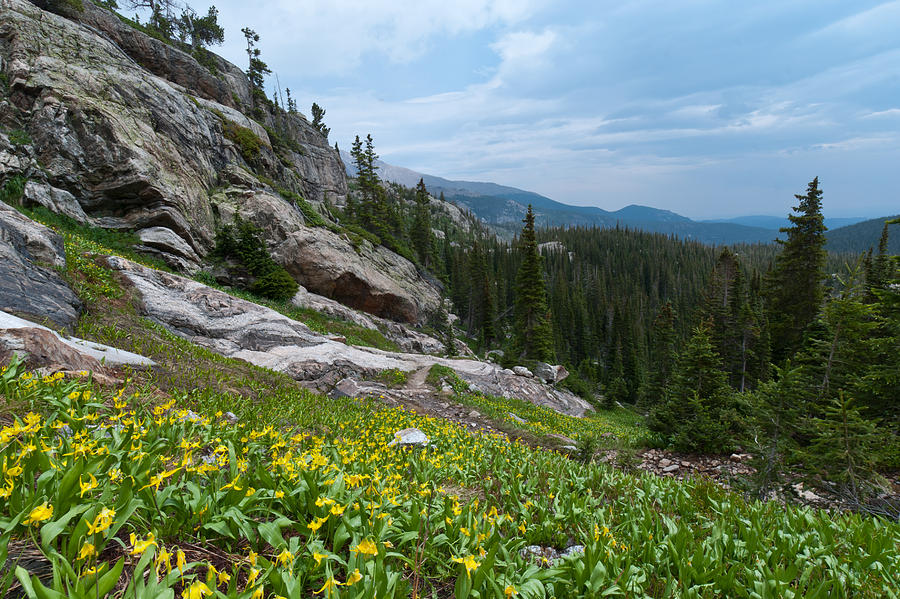 Rocky Mountain Summer Photograph by Cascade Colors