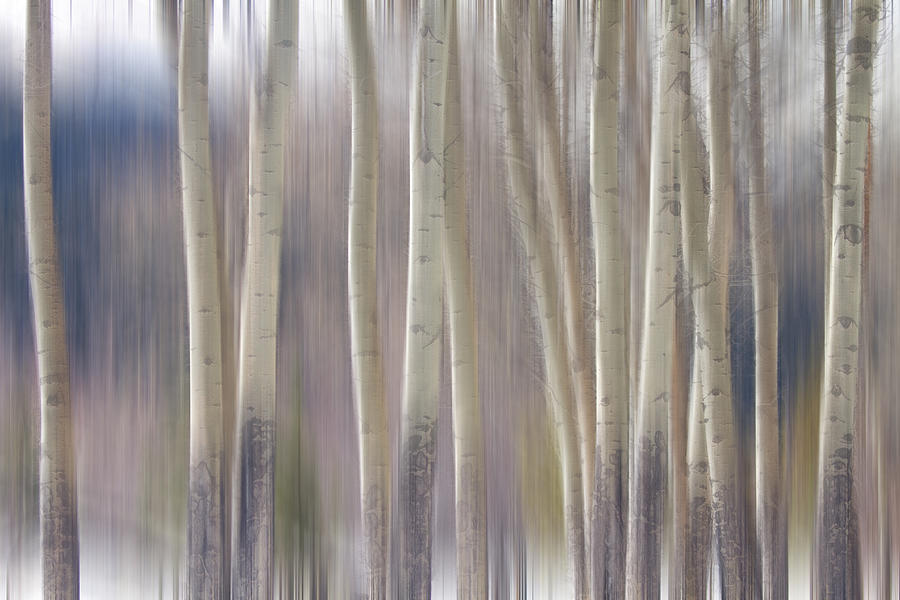 Rocky Mountain Winter Aspen Tree Forest Dream Photograph by James BO Insogna