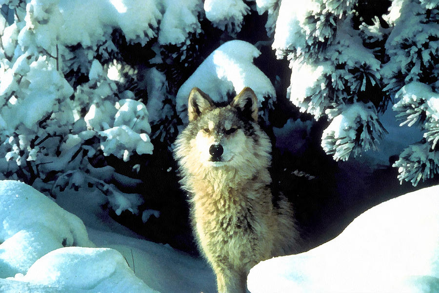 Rocky Mountain Wolf Digital Art by Studio Artist