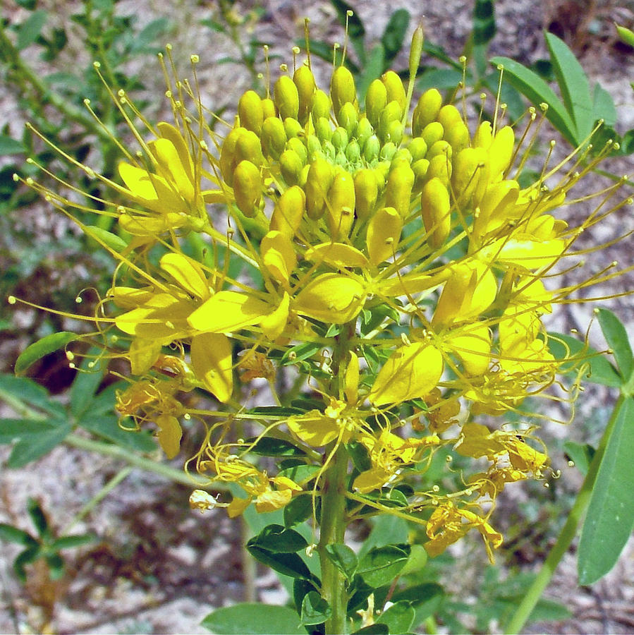 Rocky Mountain Yellow Bee Plant in Dinosaur National