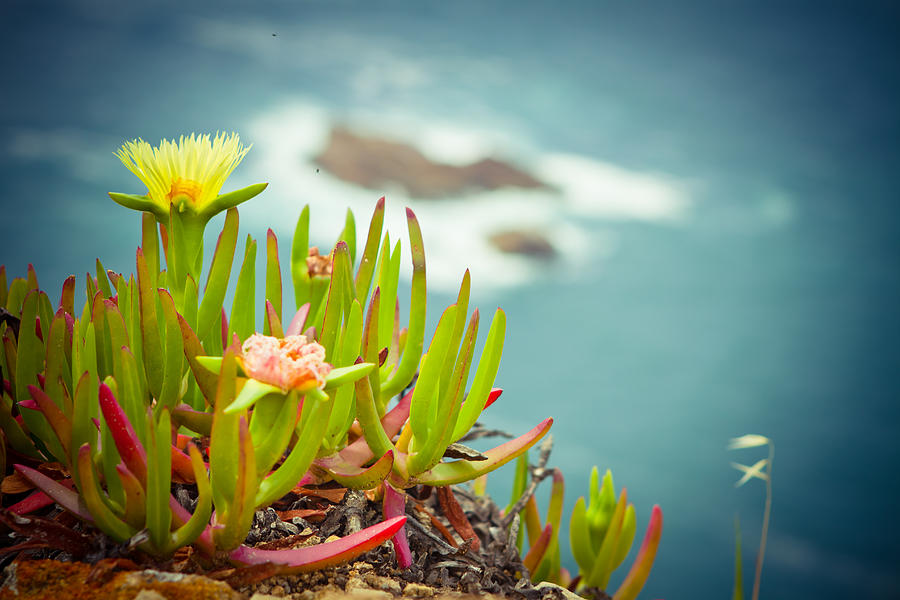 Rocky Ocean Flower Iceplant Photograph by Raimond Klavins
