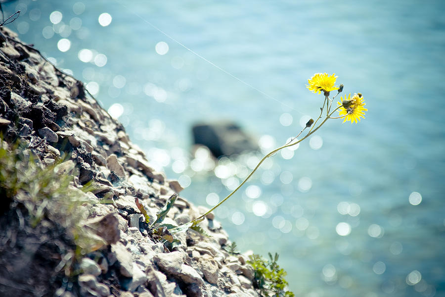 Rocky Ocean Flower  Photograph by Raimond Klavins