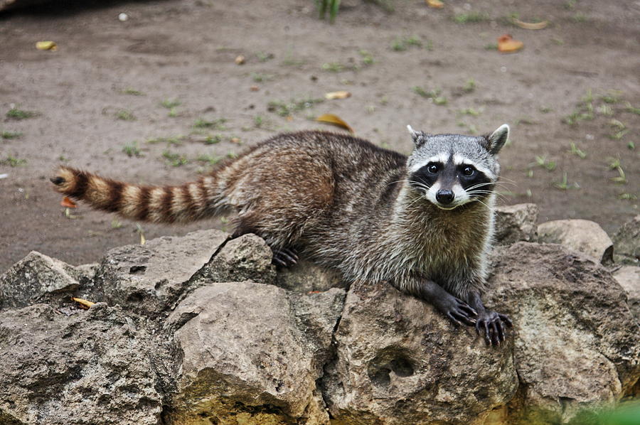 Rocky Raccoon Photograph By Paul Williams Fine Art America