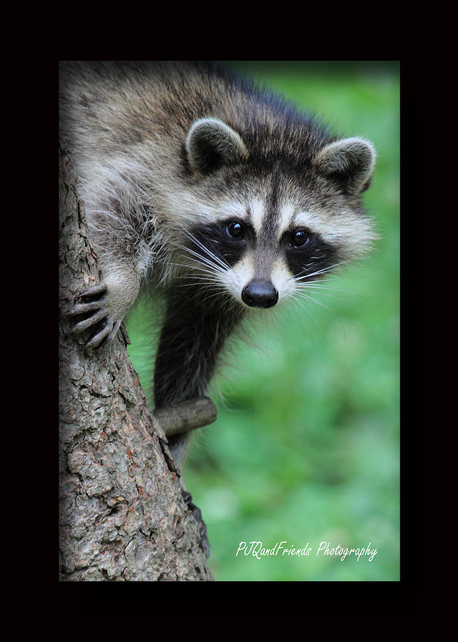 Rocky Racoon Photograph by PJQandFriends Photography