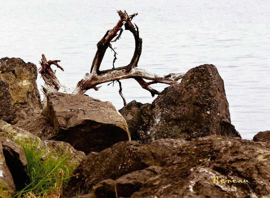 Rocky Shores and Driftwood Photograph by A L Sadie Reneau