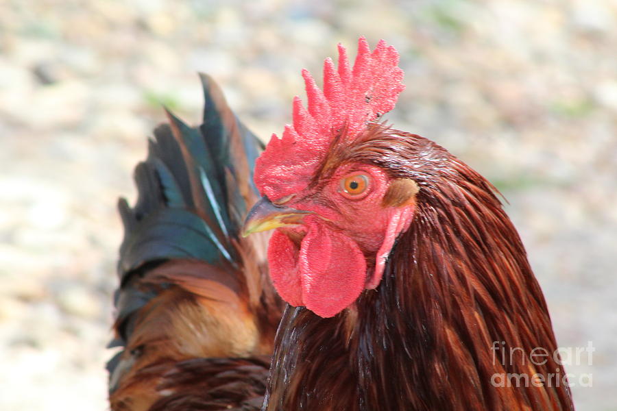 Rocky the Rooster Photograph by Beth Wiseman