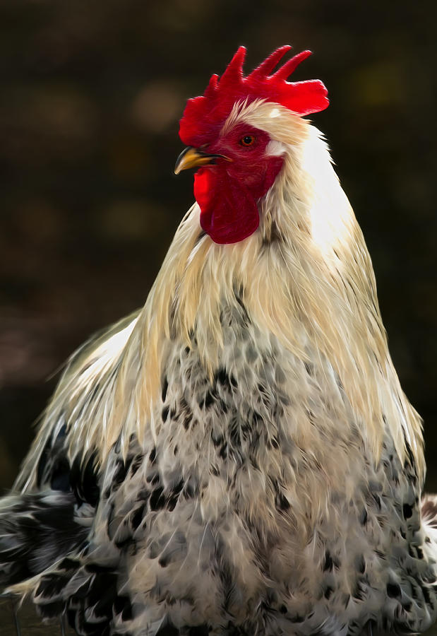 Rocky the Rooster Photograph by Linda Tiepelman