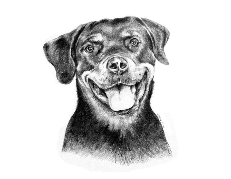 Rottweiler Drawing - Rocky the Rottweiler by Kinga Baransky