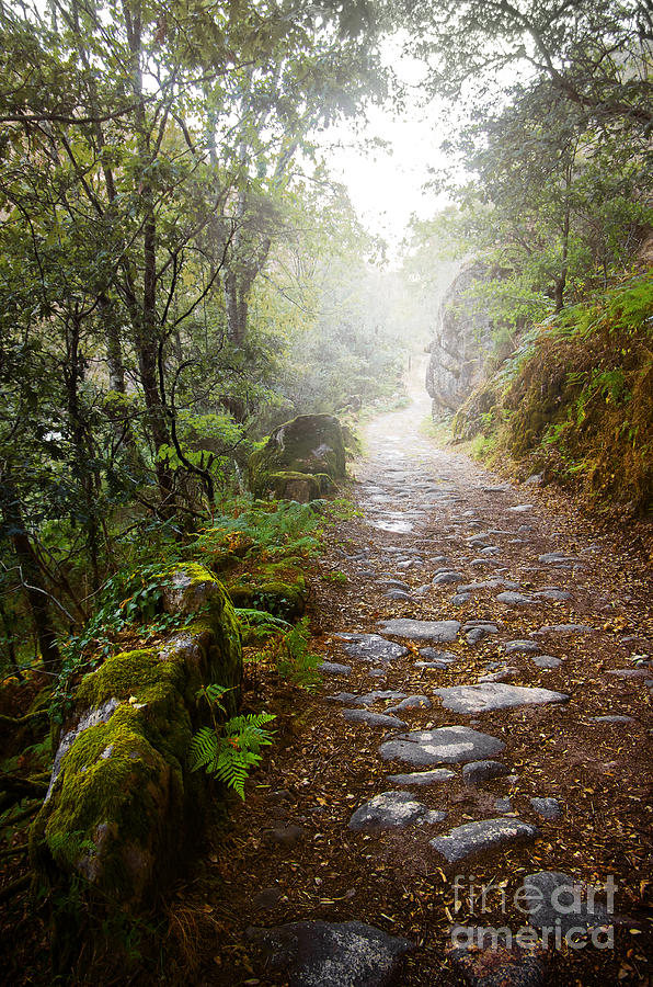 Rocky trail in the foggy forest Photograph by Carlos Caetano