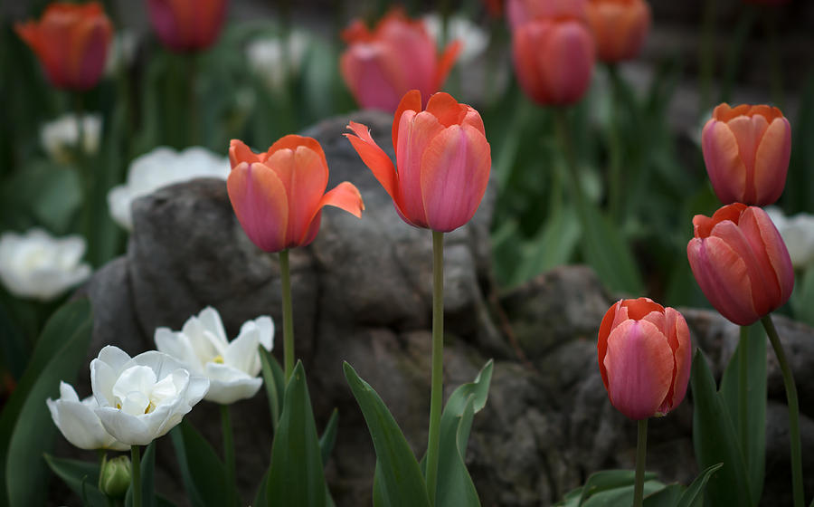 Rocky Tulips Photograph by James Barber