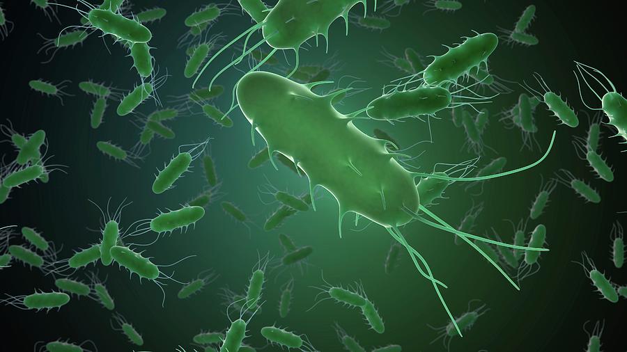 Rod-shaped Bacteria Photograph by Andrzej Wojcicki/science Photo Library