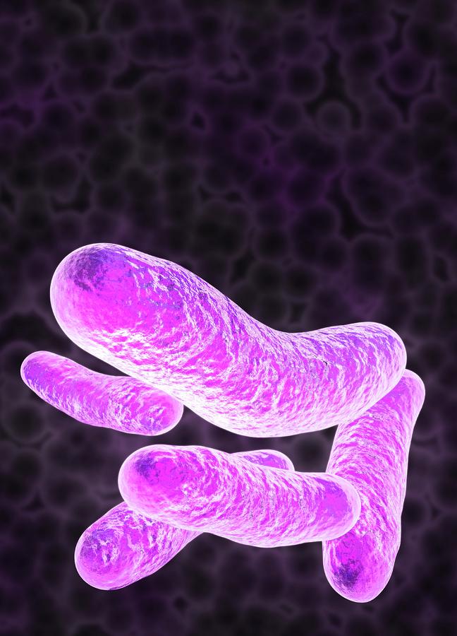 Rod-shaped Bacteria Photograph by Victor Habbick Visions/science Photo Library