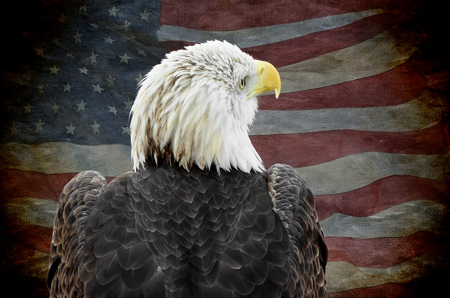 American Bald Eagle Photograph by Steven Michael